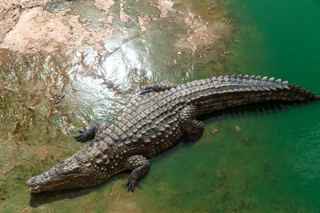 Adult crocodile in the river bank
