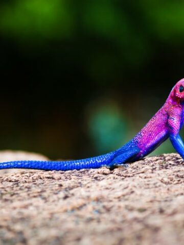 Uncovering the Fascinating World of Agama Lizards