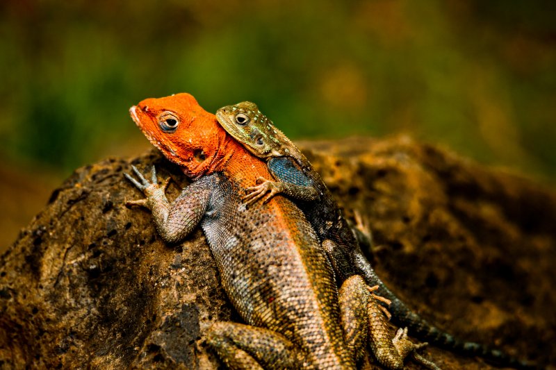 Male and female agama lizard closeup