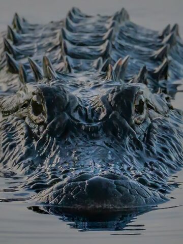 Largest Alligator