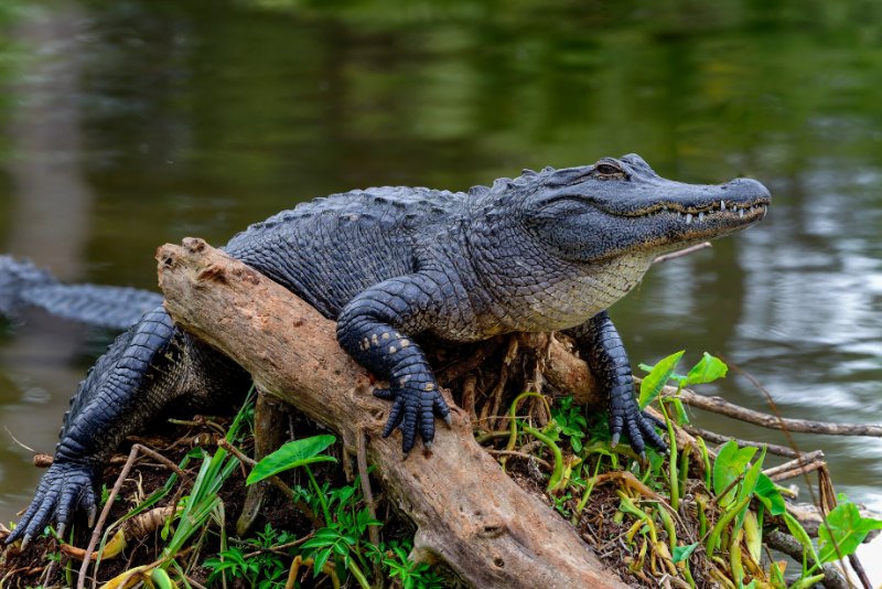 Alligator Relaxing on a tree branch