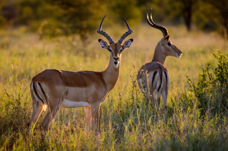 10 Fascinating Animals With Horns: From Rhinos to Ibexes 2 Antelope in the wild