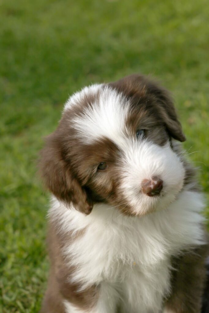 close up head of brown bearded collie puppy with head tilt