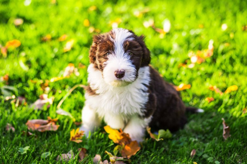 close up brown bearded collie puppy looking at the camera