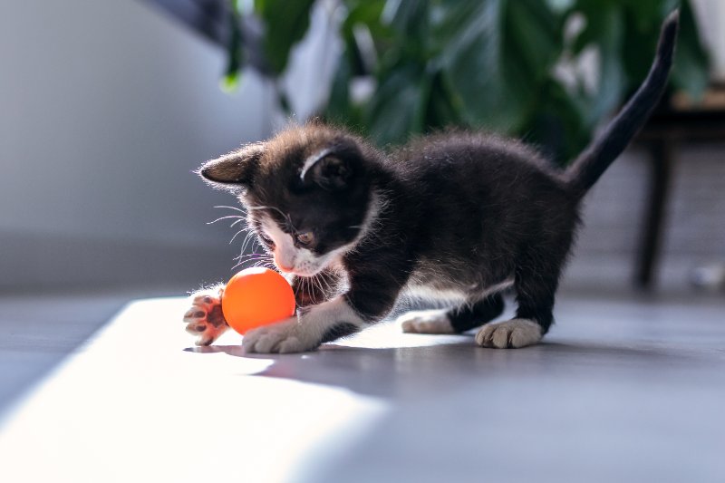 Little black kitten playing and with orange ball
