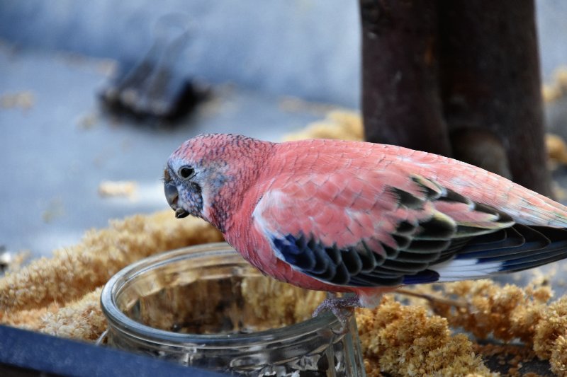 Bourke parakeet sitting over a jar