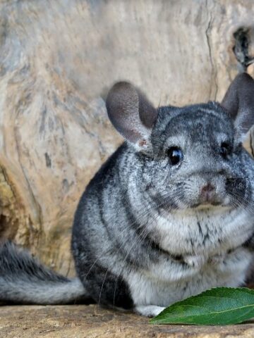 The Ultimate Guide to Choosing the Best Chinchilla Food for their Health and Happiness
