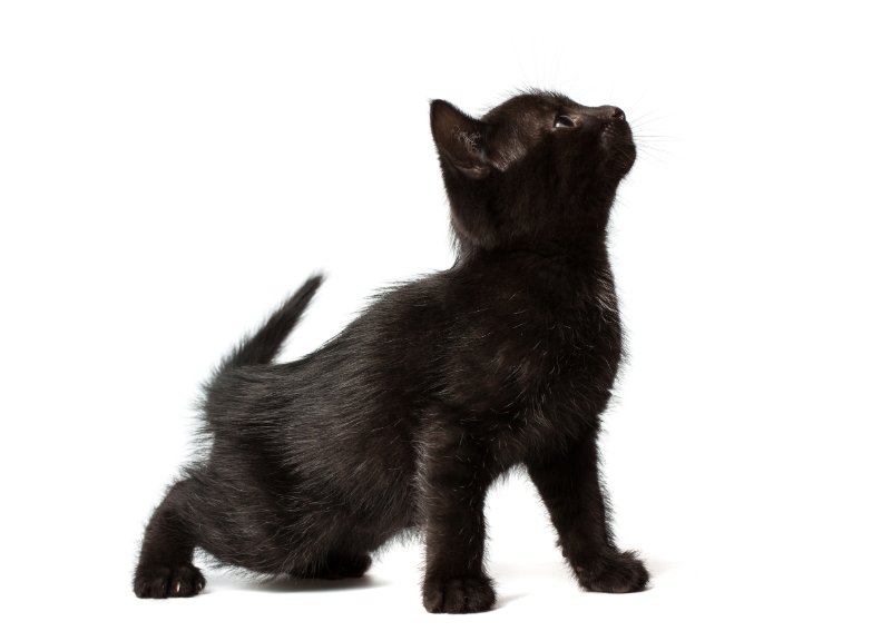 black kitten sitting on its hind legs