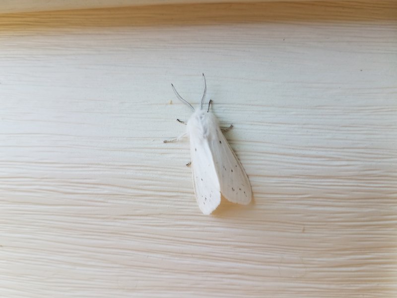 White moth on a white home siding
