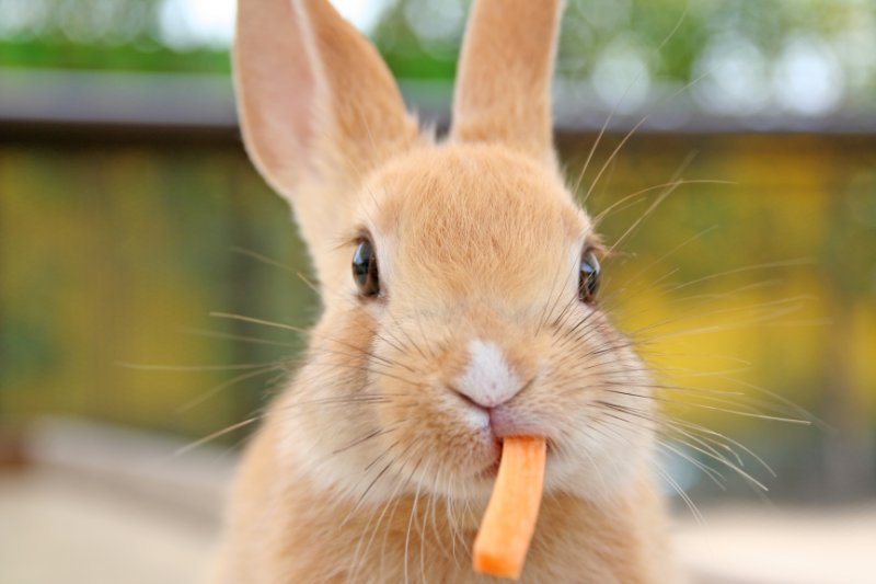 Rabbits eating a carrot