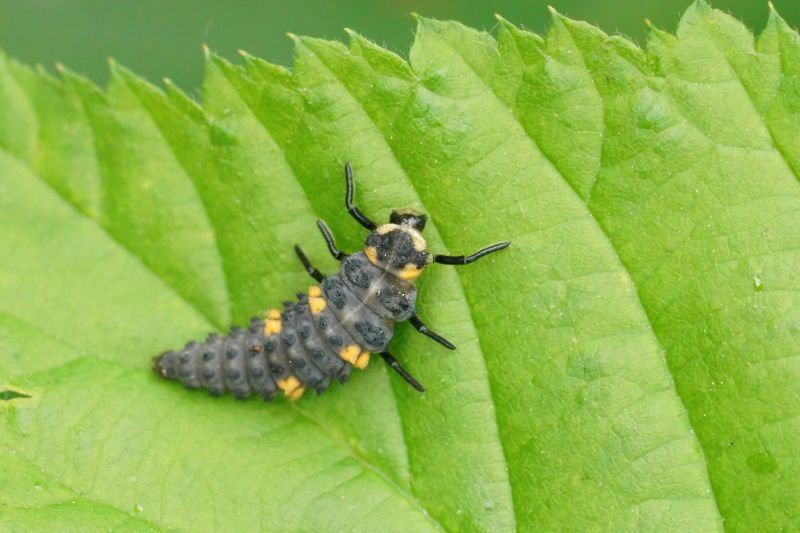 Close up on the grey larvae of the seven-spot ladybird