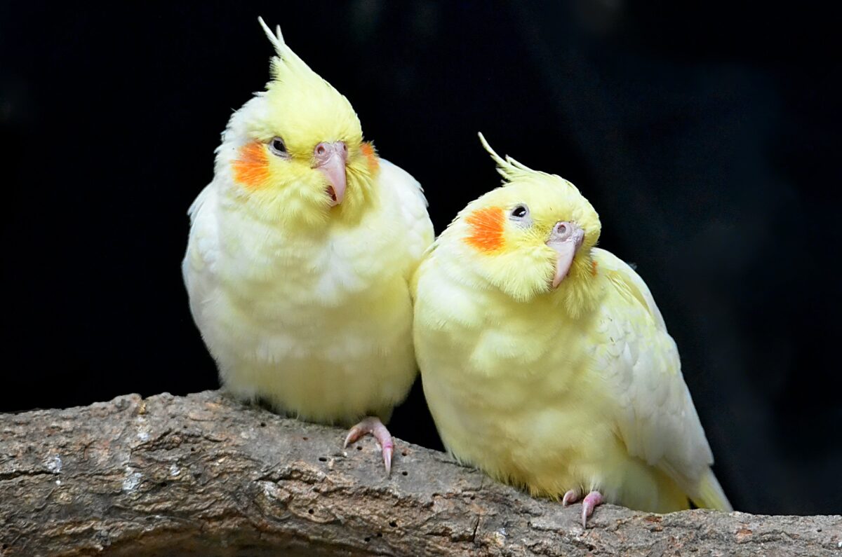 Two young Cockatiels