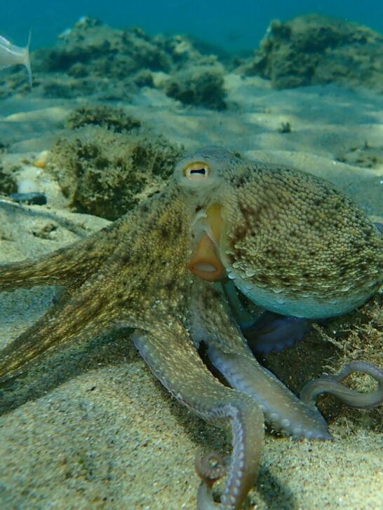 10 Fascinating Facts About Having a Pet Octopus
