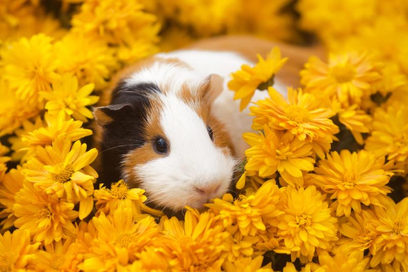 Cute guinea pig among yellow flowers
