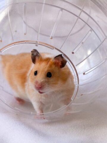 Uncovering the Adorable World of Teddy Bear Hamsters: Everything You Need to Know