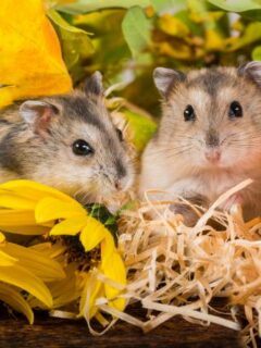 10 Popular Hamster Breeds: Which One is Right for You?