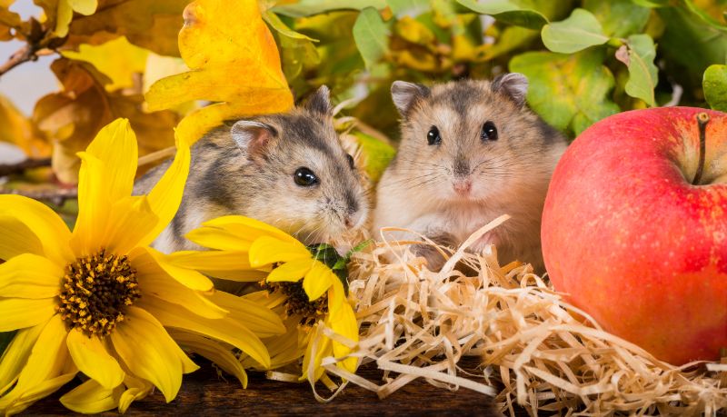 Cute hamsters with flowers and apple
