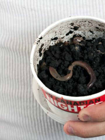 The Ultimate Guide to Raising Nightcrawlers: Tips for a Successful Worm Farm