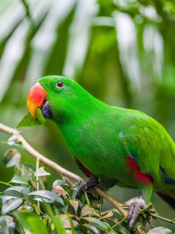 The Complete Guide to Caring for an Eclectus Parrot: Tips, Diet, and More!