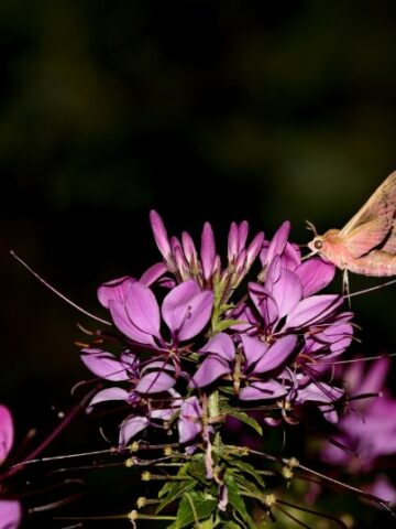 The Enchanting Elephant Hawk Moth: A Guide to Its Unique Adaptations and Magnificent Beauty