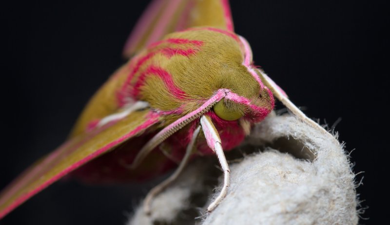 Close-up of The Head Of An Elephant Hawk Moth