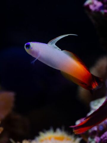 Discover the Fascinating World of Firefish Goby: All You Need to Know