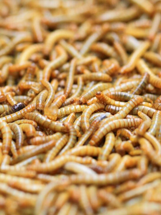 The Ultimate Guide to Mealworm Breeding: A Beginner’s Handbook