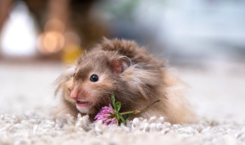 Funny fluffy Syrian hamster eats clover flower