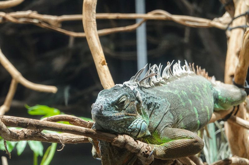 A giant Iguana sitting on the tree branch