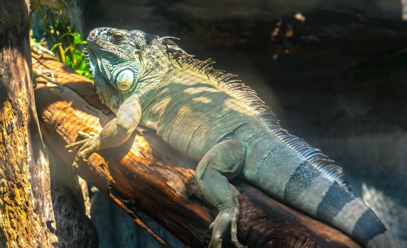 Giant iguana resting on a tre branch