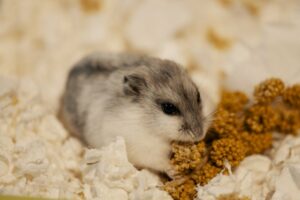 hamster eating spray millet in cage