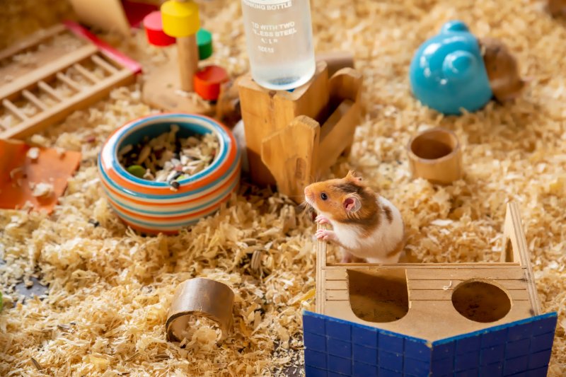 Hamster on a wooden toy house in a cage.