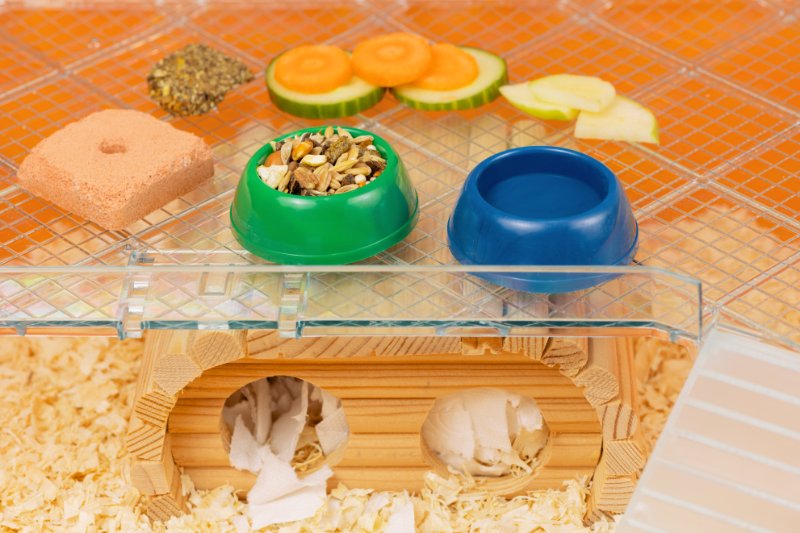 Bowl of dry food, vegetables, and bowl of water in hamster cage