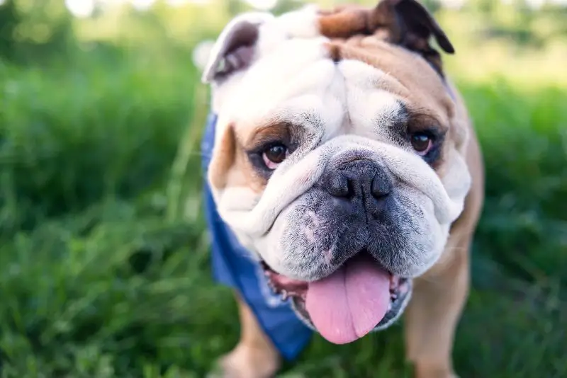 Head of english bulldog closeup