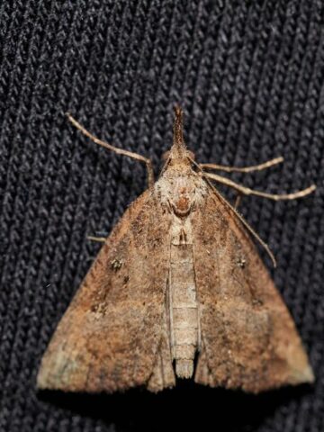 The Silent Menace: How to Deal with House Moths