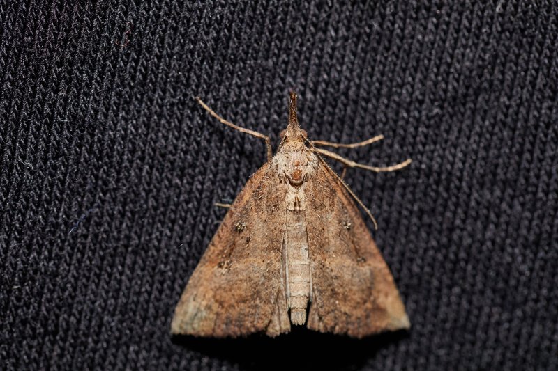 Closeup of moth on a dark fabric