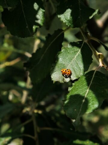 Ladybug Infestation