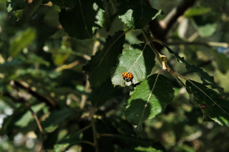Tiny red ladybug on a leaf