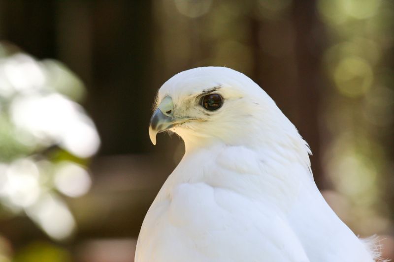 Leucistic white red-tailed hawk