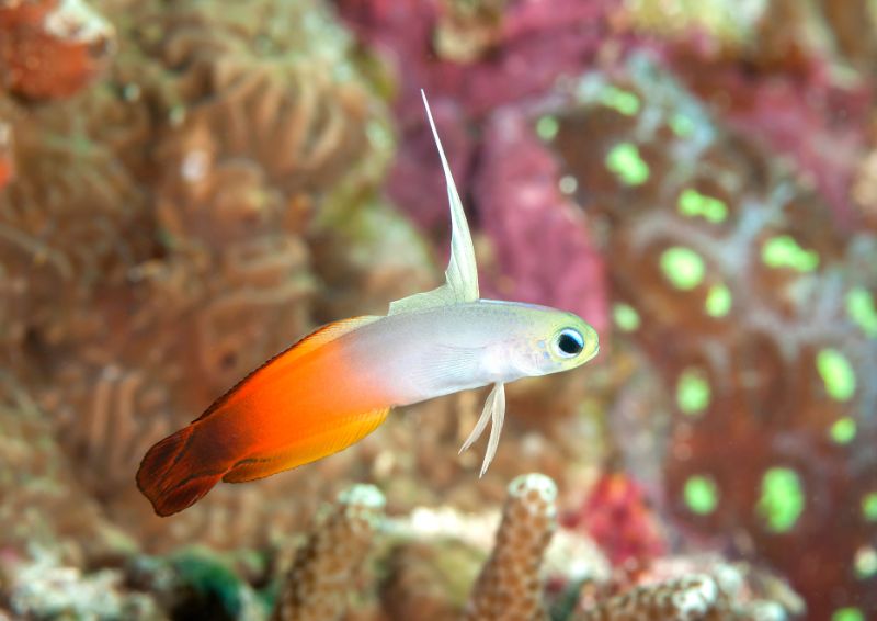 Magnificent fire dart fish swims above the coral reef 
