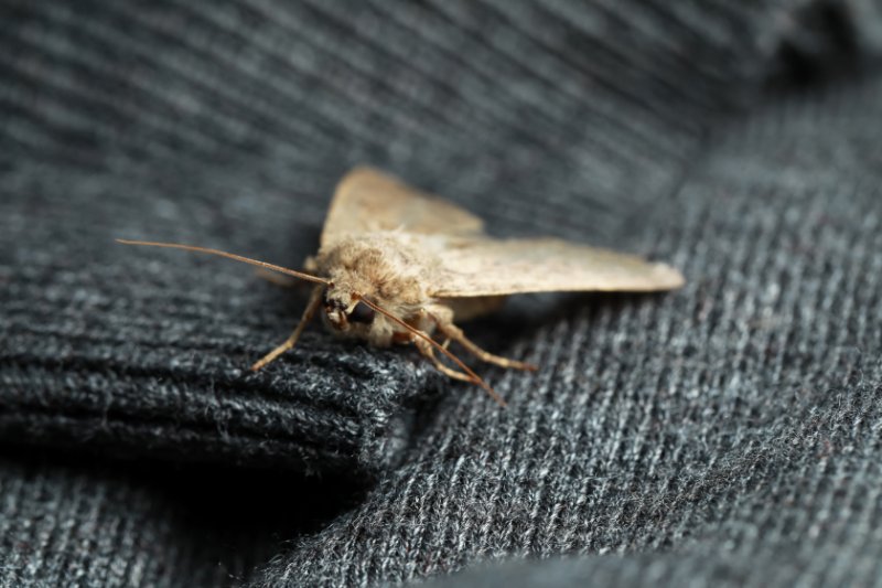 Closeup of Moth on a sweater