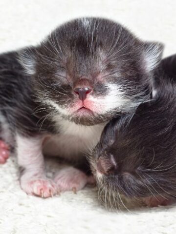 Caring for Newborn Kittens: Essential Tips to Ensure Their Health and Happiness