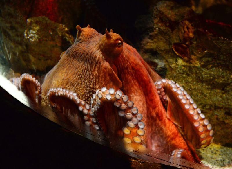 Octopus swimming fish tank underwater aquarium