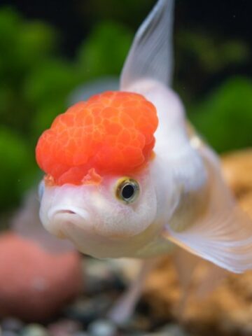 The Colorful World of Oranda Goldfish: A Guide to Keeping and Enjoying these Graceful Beauties