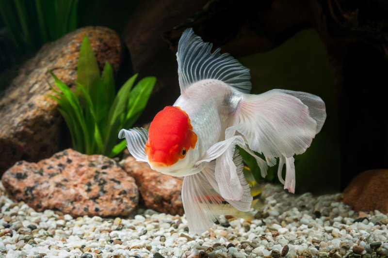 Oranda Goldfish in aquarium