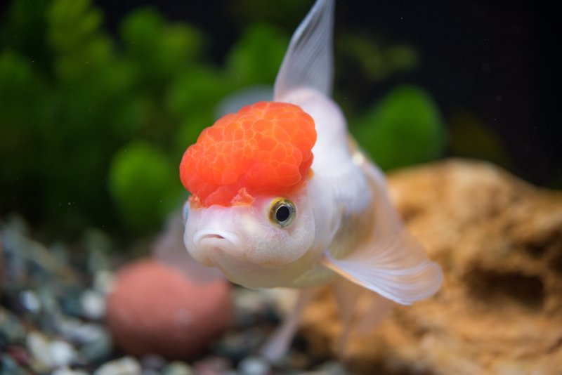 Closeup shot of Oranda Goldfish