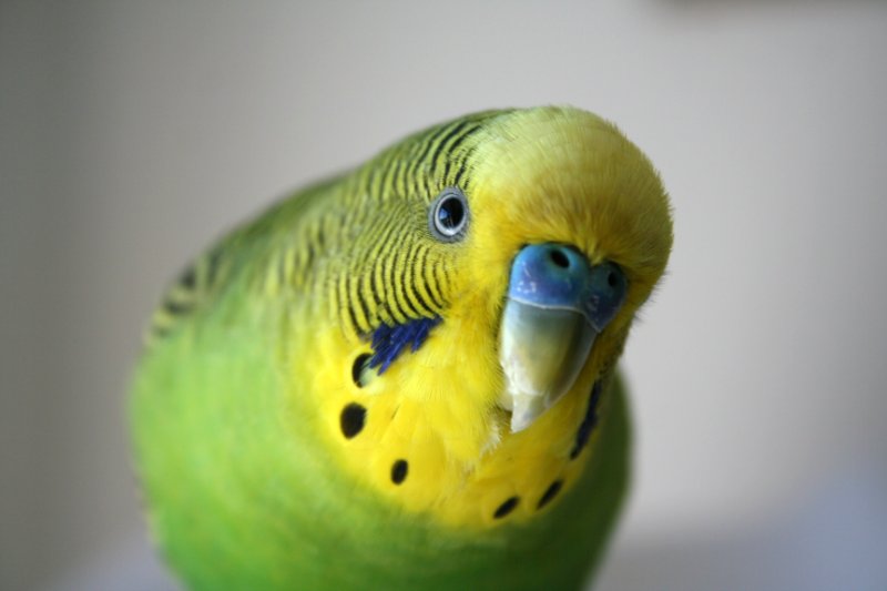 Green and yellow male parakeet looking at the camera