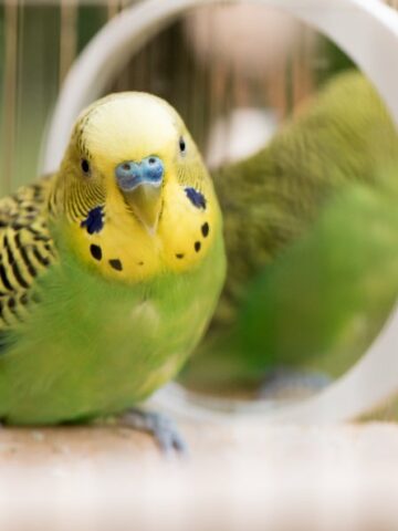 Unlocking the Mysteries of Parakeet Behavior: Everything You Need to Know