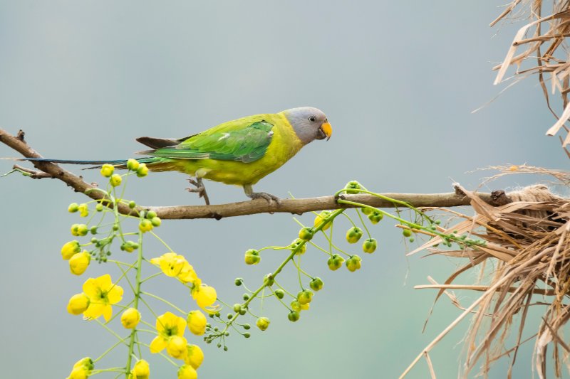 parakeet perched on a tree branch