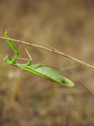 The Ultimate Guide to Praying Mantis Food: What They Eat and How to Feed Them